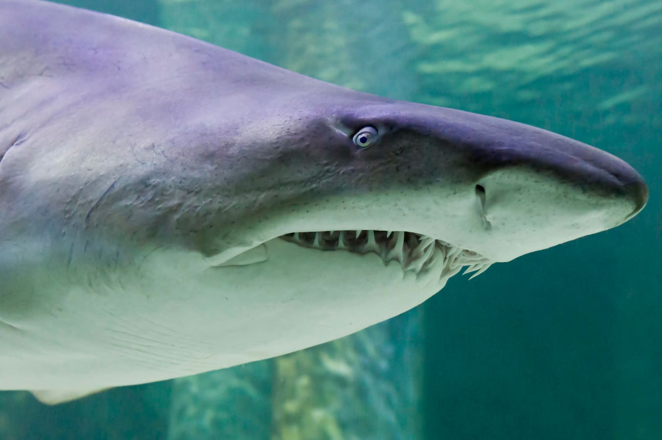 Tracking Shark Romance Through Bite Marks And Scar Stages