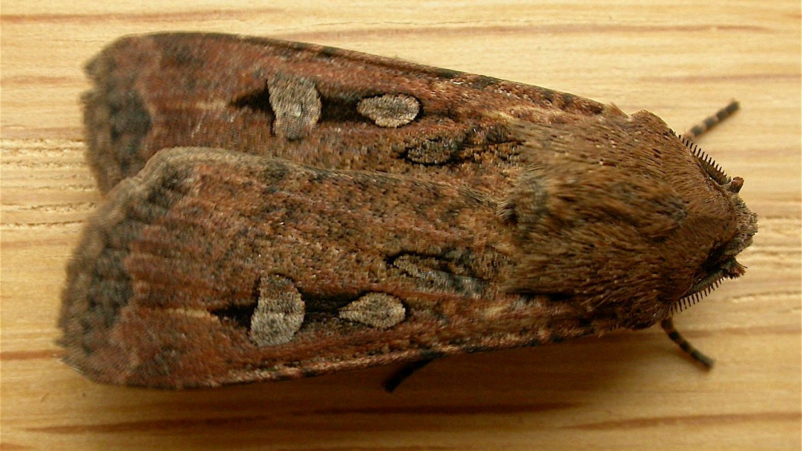 Bogong Moths Migrate To Hidden Caves By Following The Stars