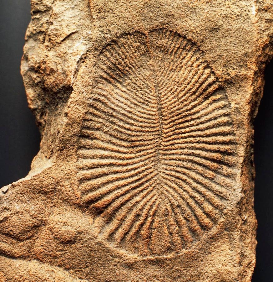 500-Million-Year Old Fossil Molecules Offer Rare Insight How Earth’s First Animals Lived And Ate