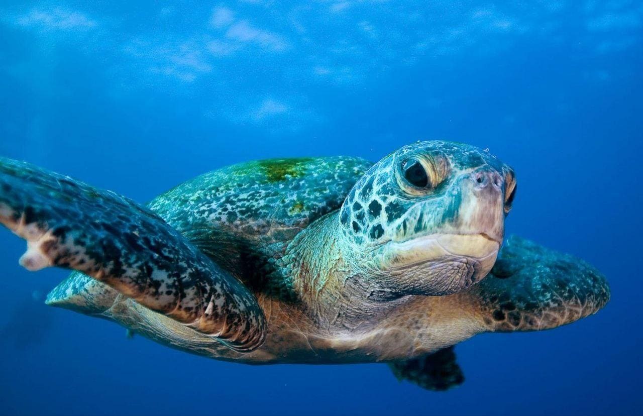 Conservation Without Law Enforcement Is Pure Idealism