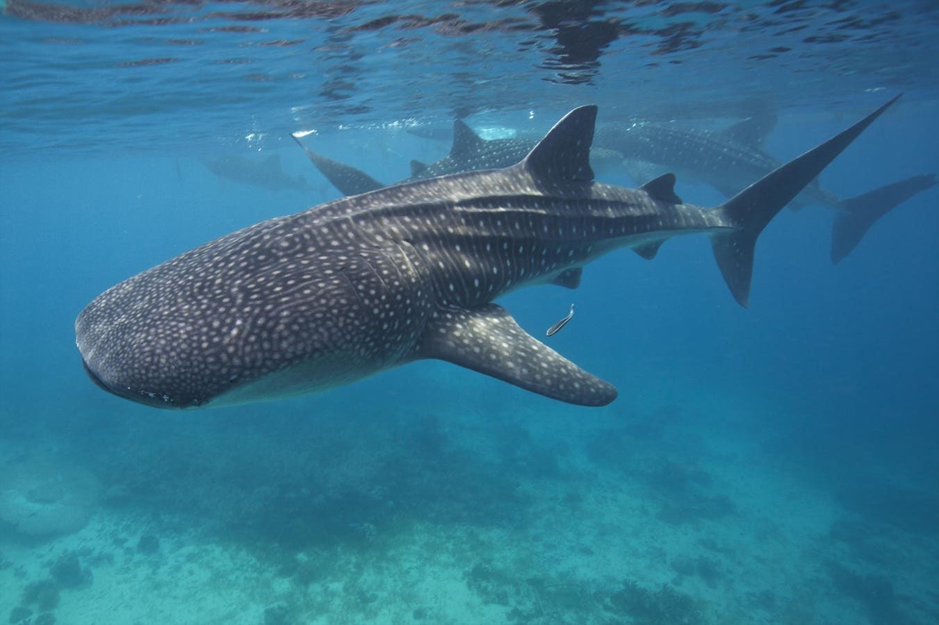 The Philippines Adds A Landmark Marine Protected Area To Safeguard Biodiversity And Sharks