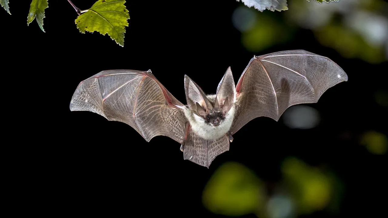 Hundreds exposed to rabies at Grand Teton National Park bat-infested cabins