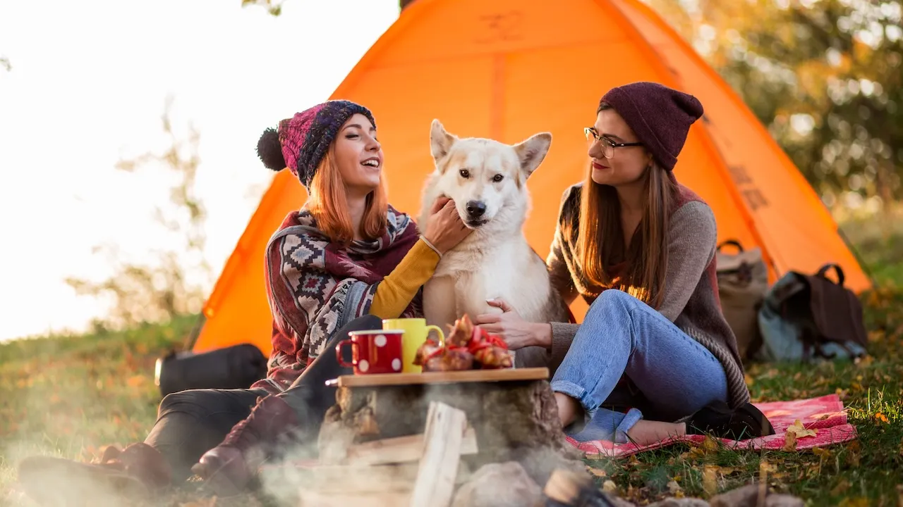 13 dog camping essentials, from travel crates to outdoor beds