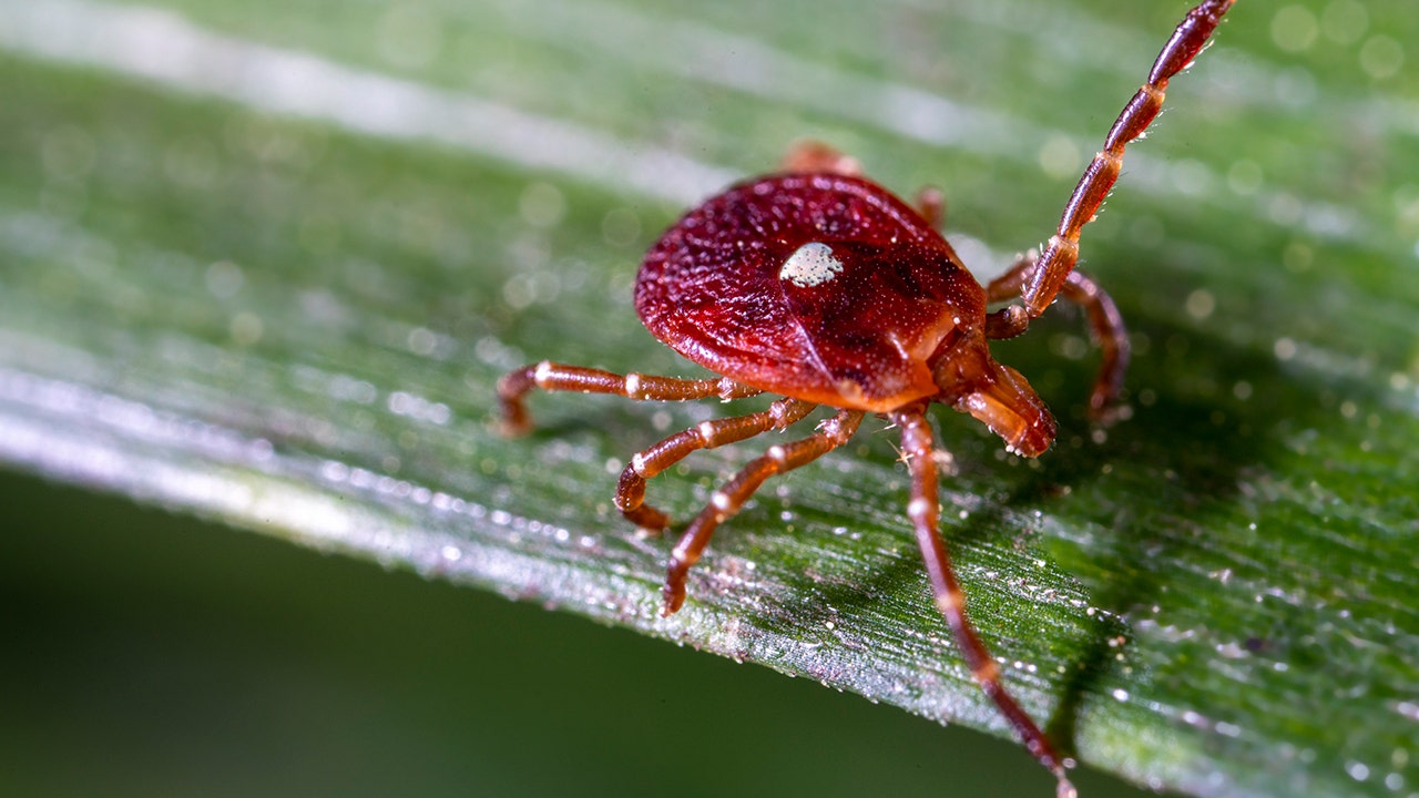 Hundreds on Martha’s Vineyard develop tick-borne alpha-gal meat allergy