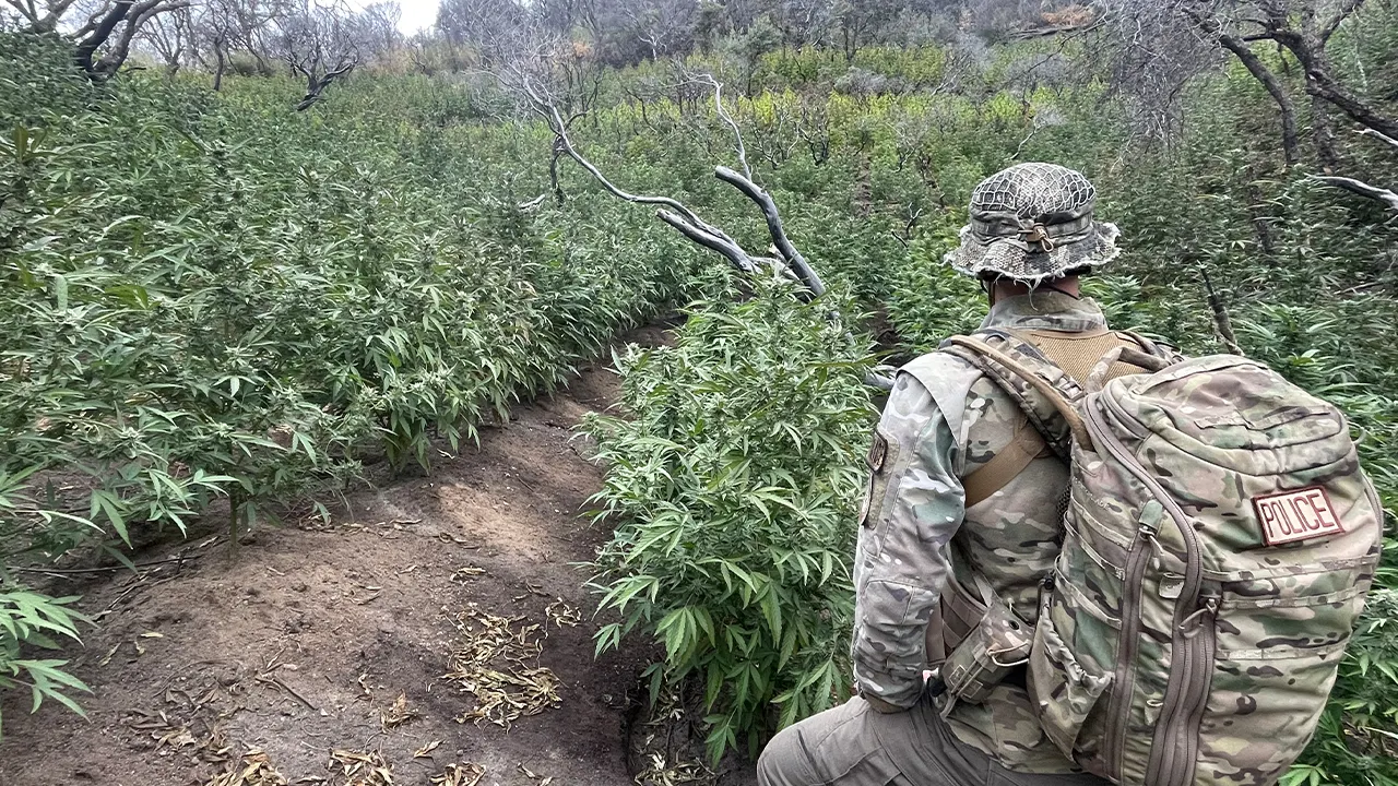 Officials remove massive marijuana grow from California’s Sequoia National Park