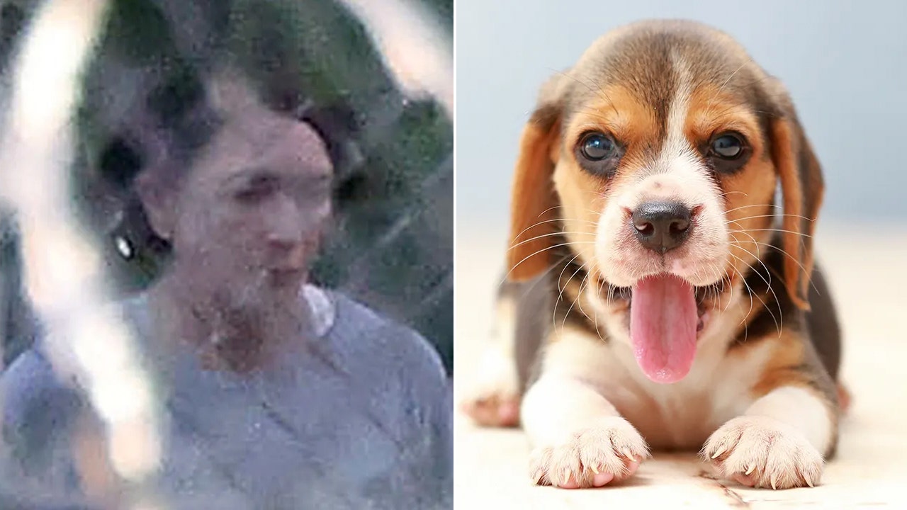 Ghislaine Maxwell barred from service dog training at Texas prison