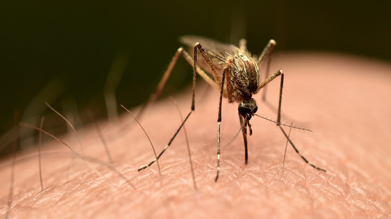 China’s chikungunya outbreak unlikely to spread in US, experts say