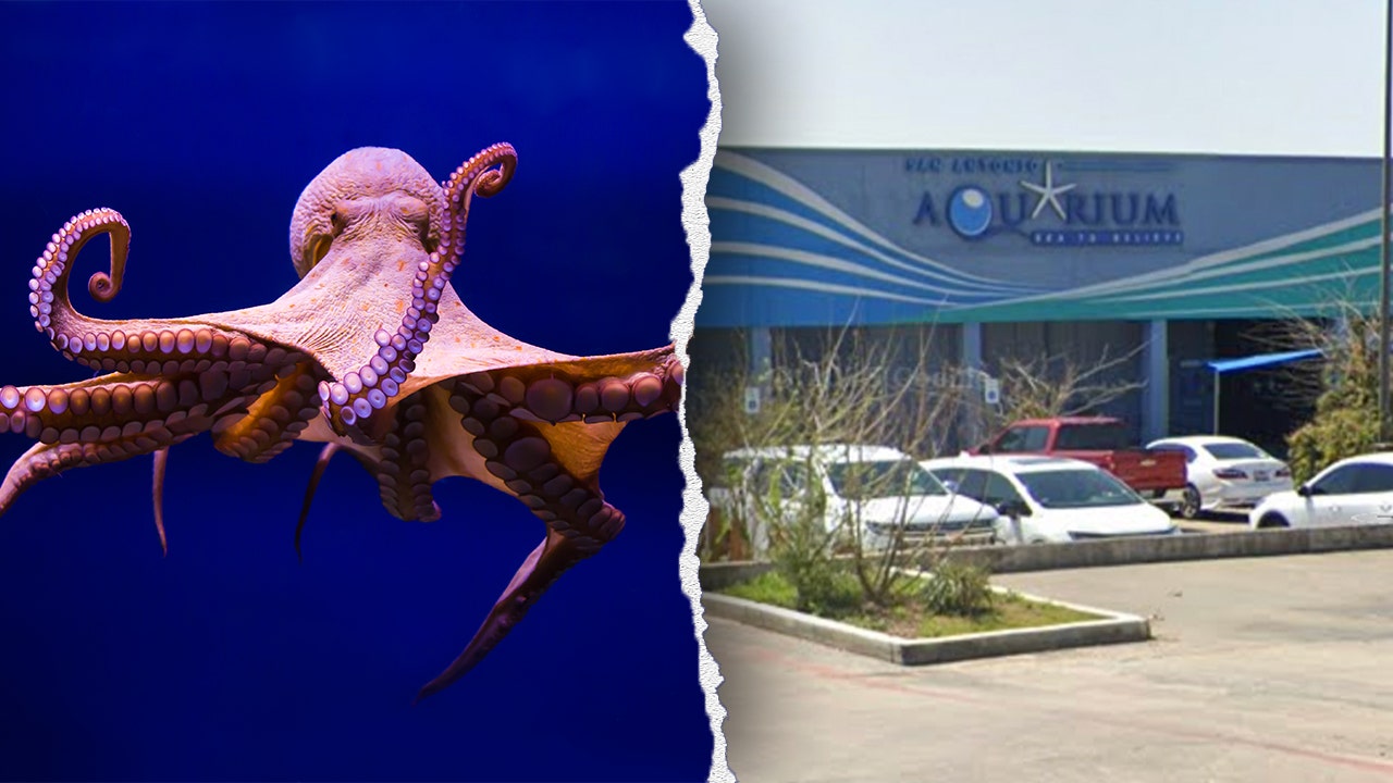 Woman recounts harrowing experience of octopus latching onto her son at aquarium