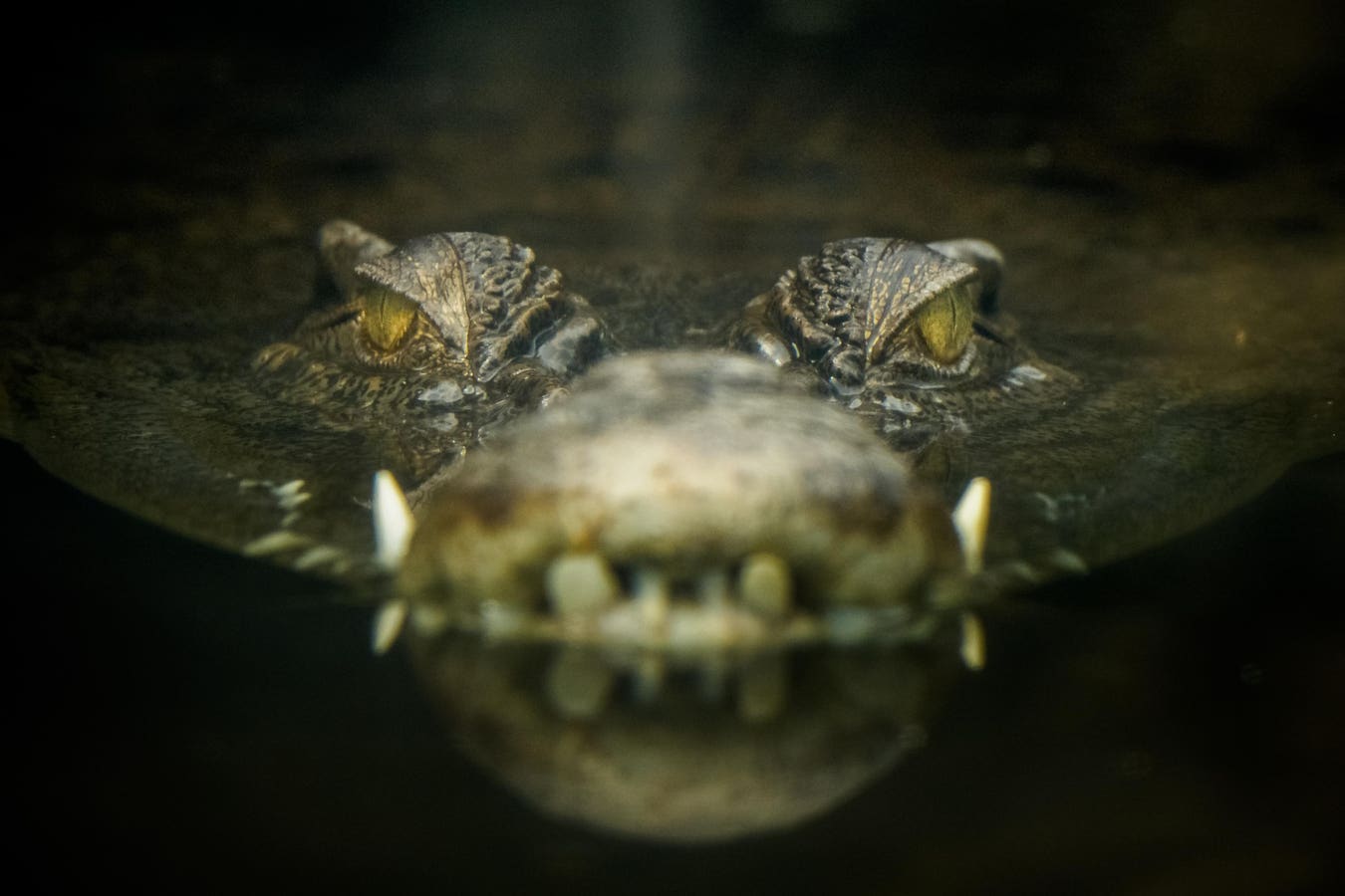 How To Avoid Data Lake Crocodiles