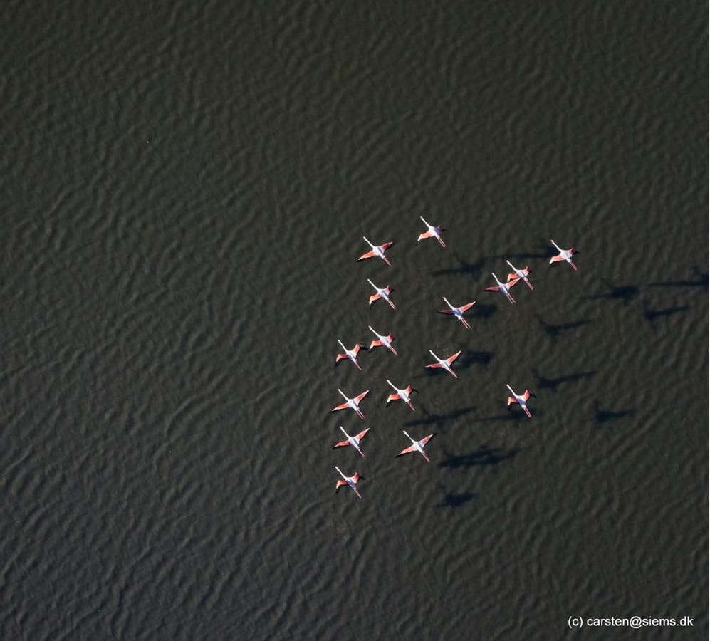 Pink Flamingos Reveal Their Secret To Aging