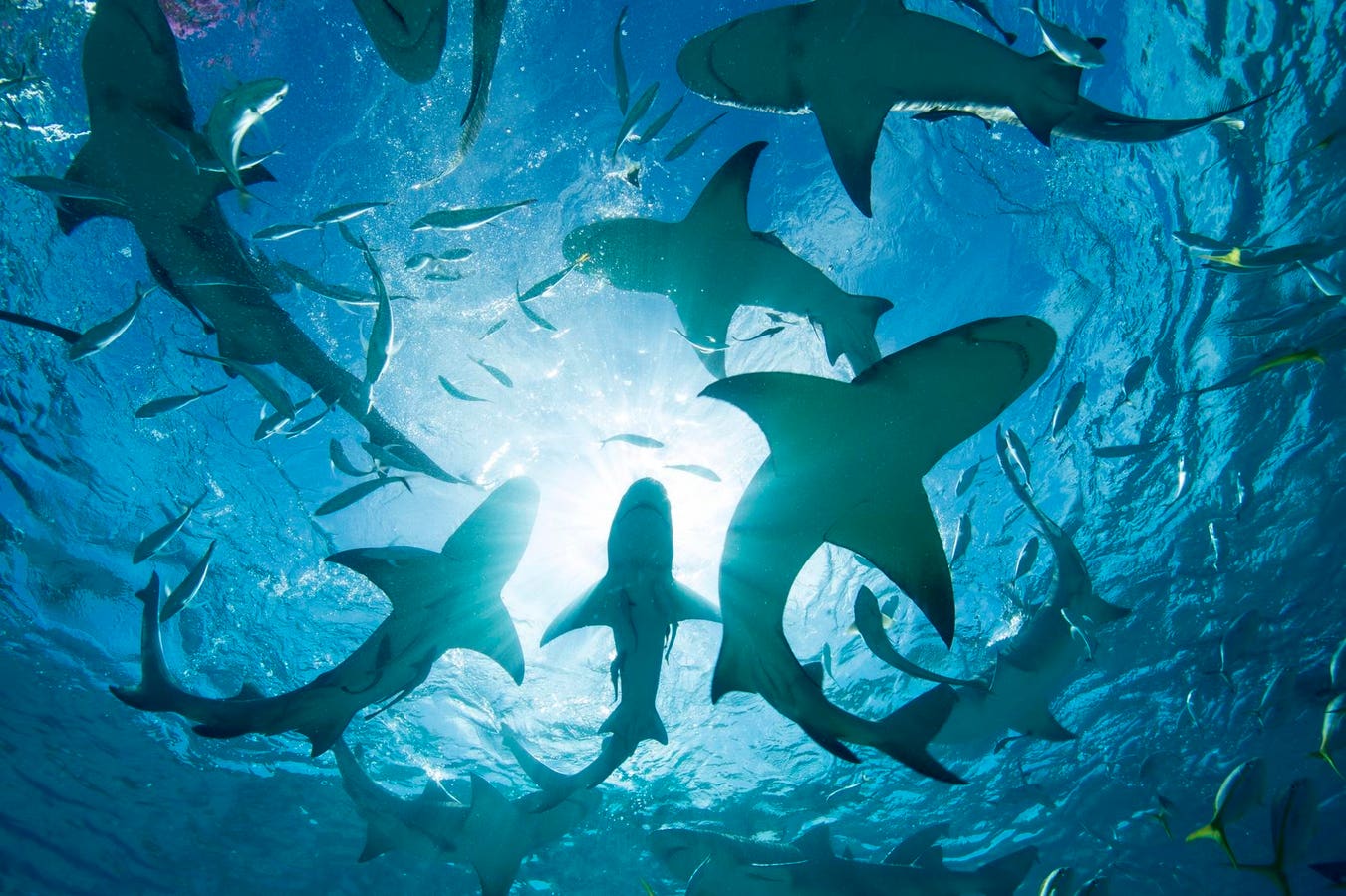 Central And South American Pacific Sharks Face A Conservation Crisis