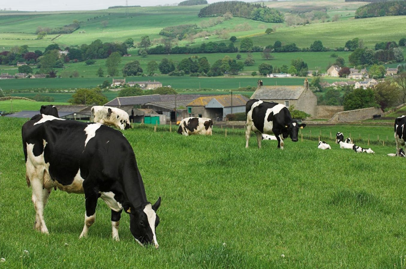 How Startups Are Helping The Livestock Farming Sector Reduce Emissions