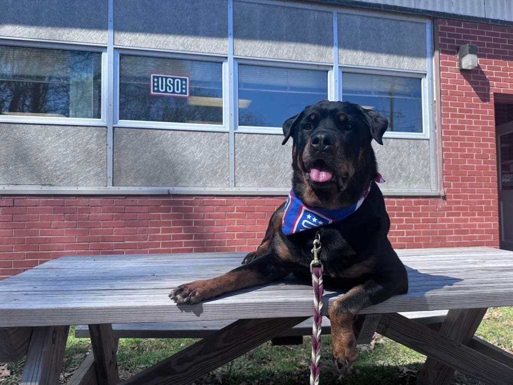 Meet Leader, The Therapy Dog Named USO’s Canine Volunteer Of The Year