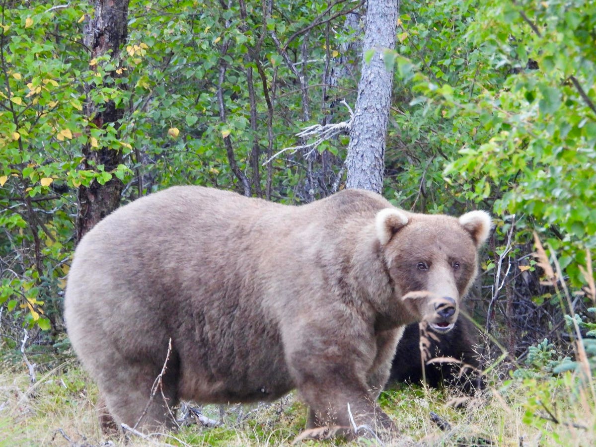 Fat Bear Week Roars Into View So Fans Can Vote For Favorite Fatties