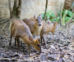 Thought Extinct For 30 Years, The Tiny ‘Mouse Deer’ With Silver Flanks Is Now A Viral Wildlife Star