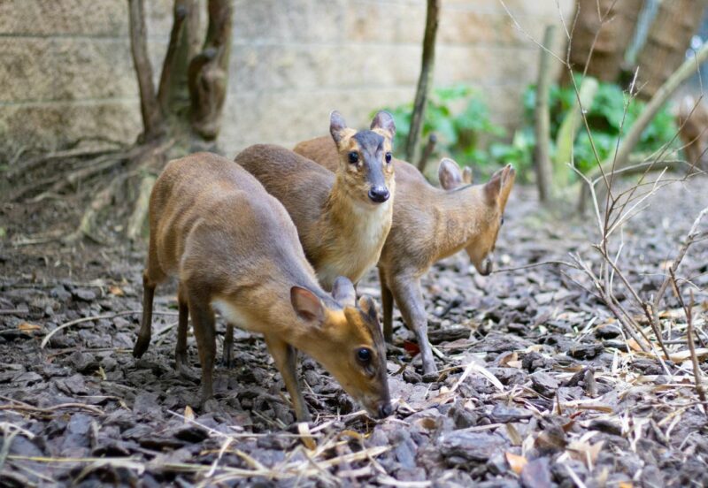 Thought Extinct For 30 Years, The Tiny ‘Mouse Deer’ With Silver Flanks Is Now A Viral Wildlife Star