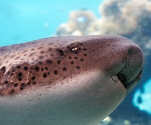 Two’s Company, Three’s A Mating Party: Sharks In Action