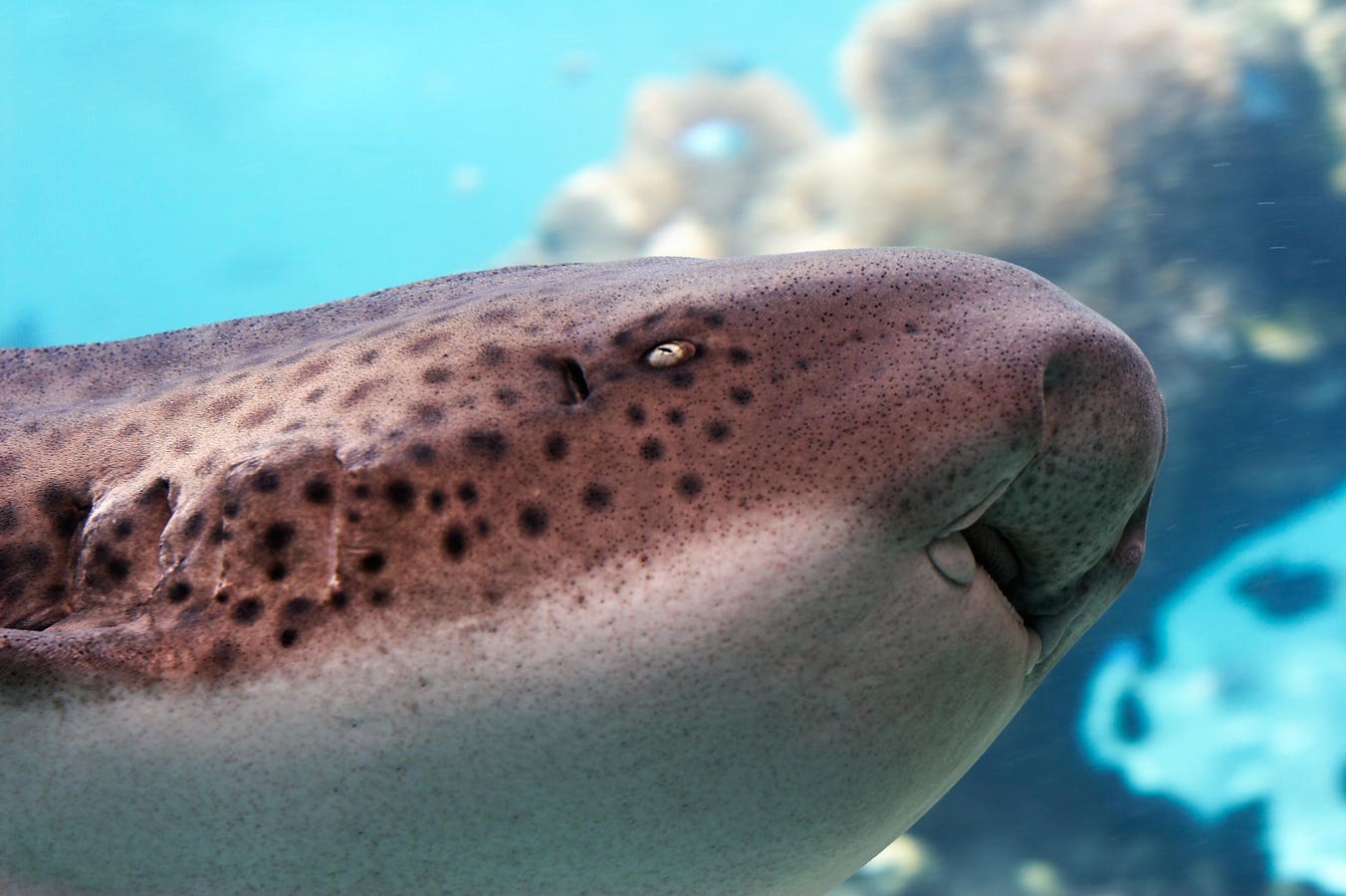 Two’s Company, Three’s A Mating Party: Sharks In Action