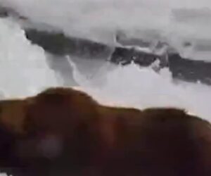 Meet the contenders of Alaska’s Fat Bear Week
