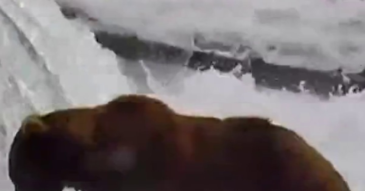 Meet the contenders of Alaska’s Fat Bear Week