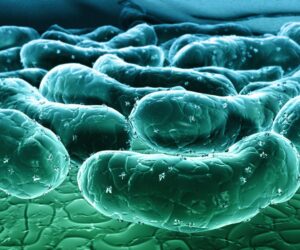The Microbiome’s Role In Metabolism, Brain Health, And Aging