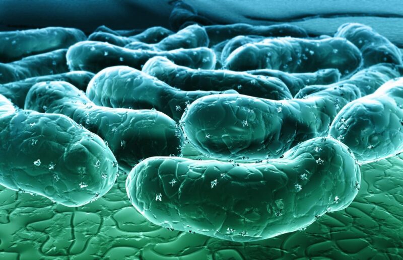 The Microbiome’s Role In Metabolism, Brain Health, And Aging