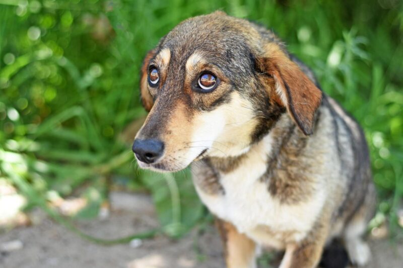 Shelter’s ‘Pet Guardianship’ Program Provides For Pets If Owners Die