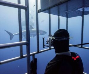 How Shark Tourism Is Unlocking Scientific Discoveries