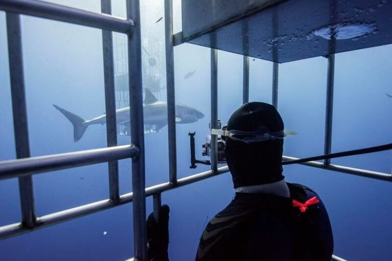 How Shark Tourism Is Unlocking Scientific Discoveries