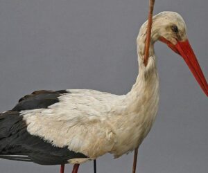 Meet The 19th Century Bird That Landed In Europe With An African Spear In Its Neck — Solving The ‘Mystery Of Migration’