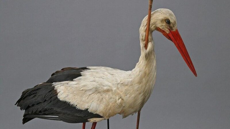 Meet The 19th Century Bird That Landed In Europe With An African Spear In Its Neck — Solving The ‘Mystery Of Migration’