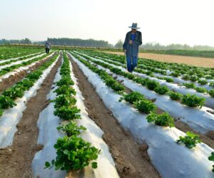 What Is A Chief Sustainability Officer? The CSO Role Explained