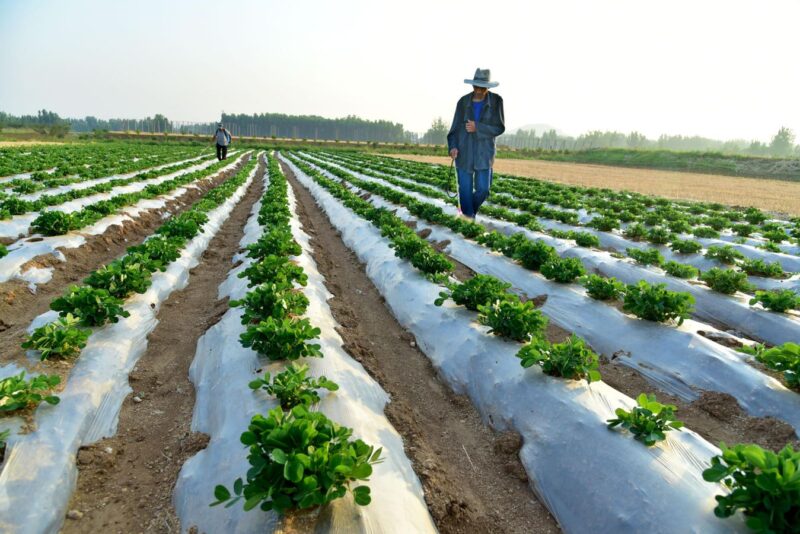 What Is A Chief Sustainability Officer? The CSO Role Explained