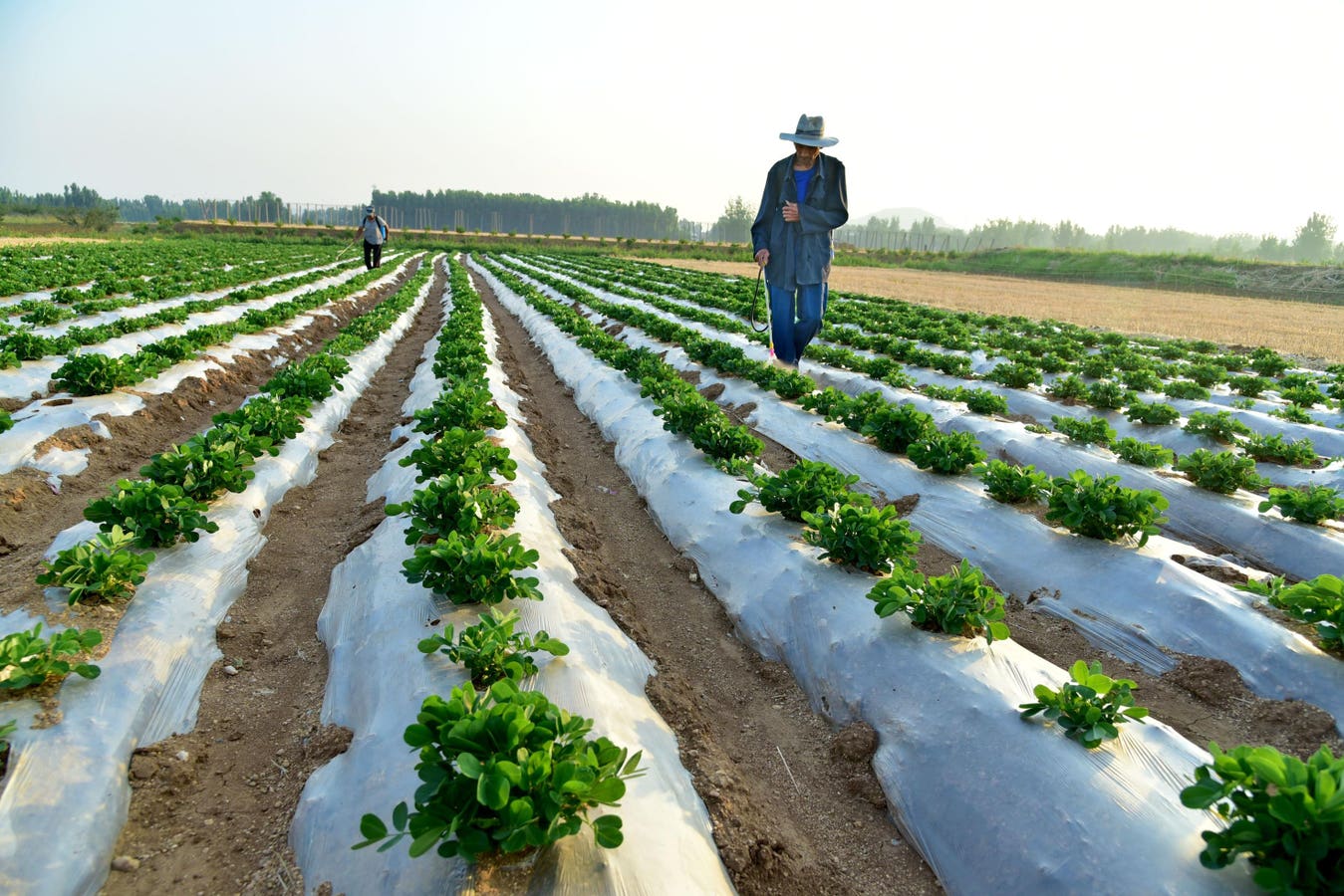 What Is A Chief Sustainability Officer? The CSO Role Explained