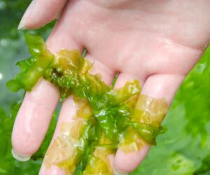 Seaweed May Be Answer To Critical Minerals Quest For U.S. Supply Chain