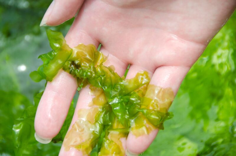 Seaweed May Be Answer To Critical Minerals Quest For U.S. Supply Chain