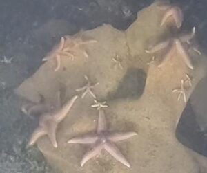 Marine Life Thrives On Toxic WWII German Warheads Dumped In Baltic Sea