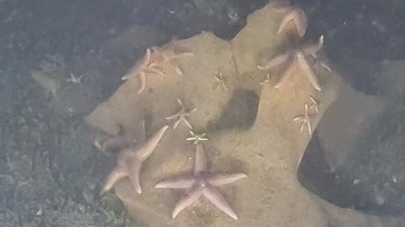 Marine Life Thrives On Toxic WWII German Warheads Dumped In Baltic Sea
