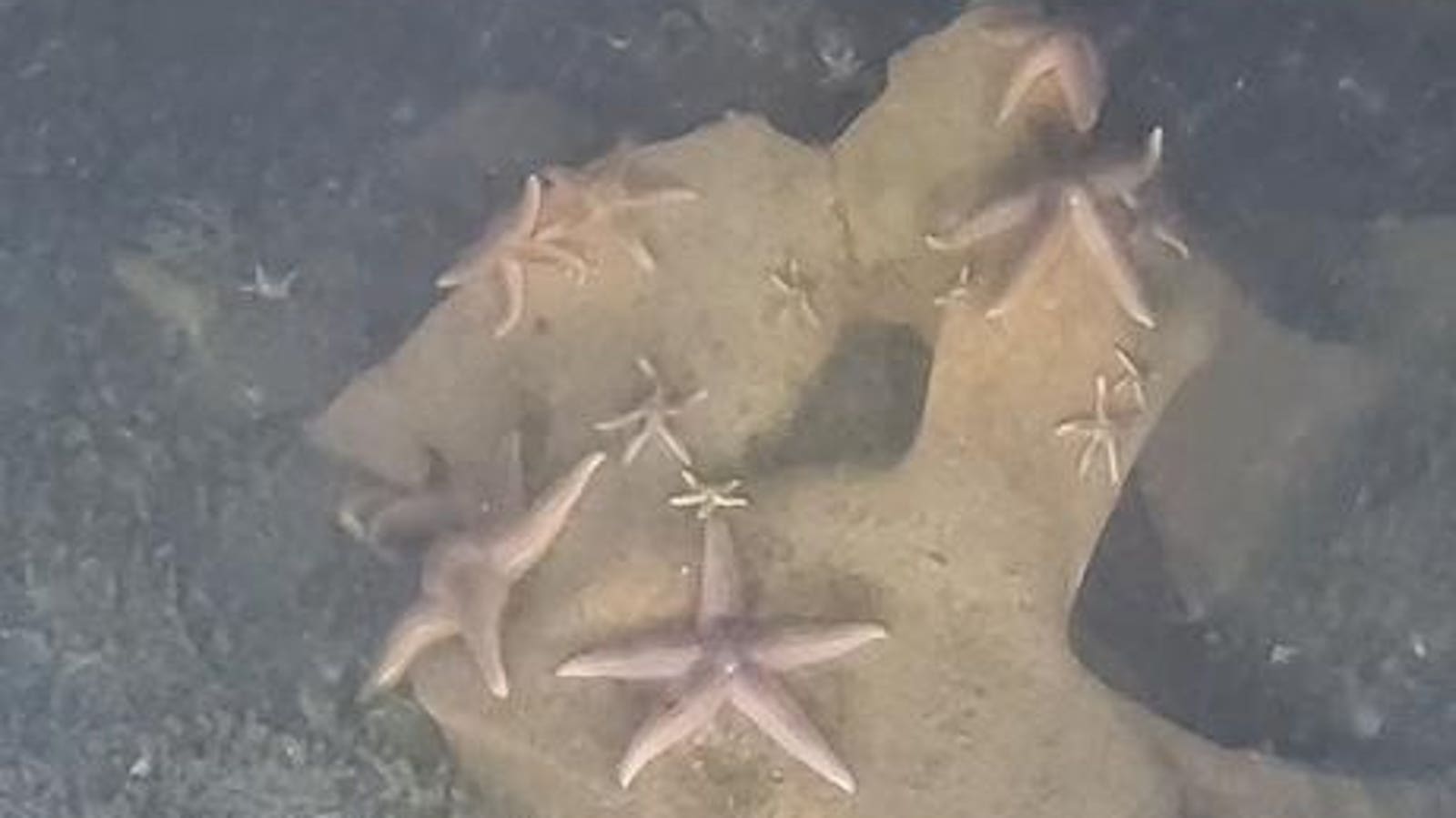 Marine Life Thrives On Toxic WWII German Warheads Dumped In Baltic Sea