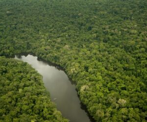 Giant trees of the Amazon get taller as forests fatten up on carbon dioxide