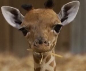 Paris zoo welcomes baby giraffe