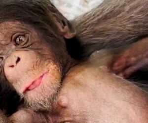 L.A. Zoo celebrates the birth of two chimpanzees