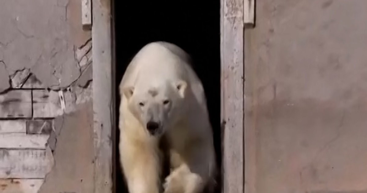 Video shows polar bears in abandoned research station