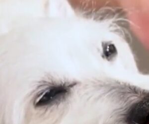 Bradford the dog’s love for piano music goes viral