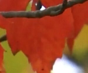 Drought impacts fall foliage across states