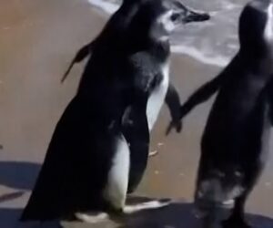 Magellanic penguins released back to the sea in Uruguay