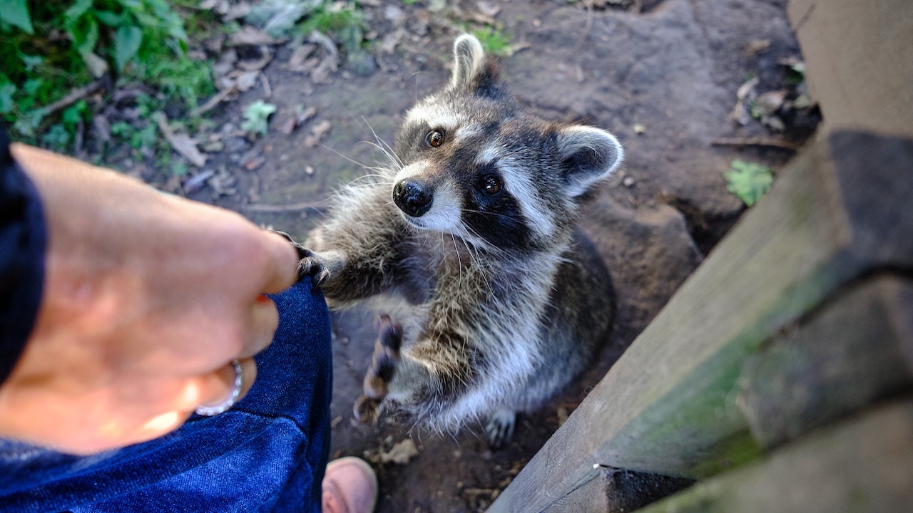 CDC warns of rising rabies outbreak events in wild animals nationwide