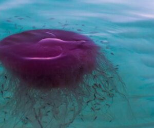 Stinging pink meanie jellyfish spotted washing ashore along Texas coast