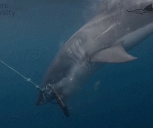 Scientists test bite-resistant wetsuit materials on white and tiger sharks