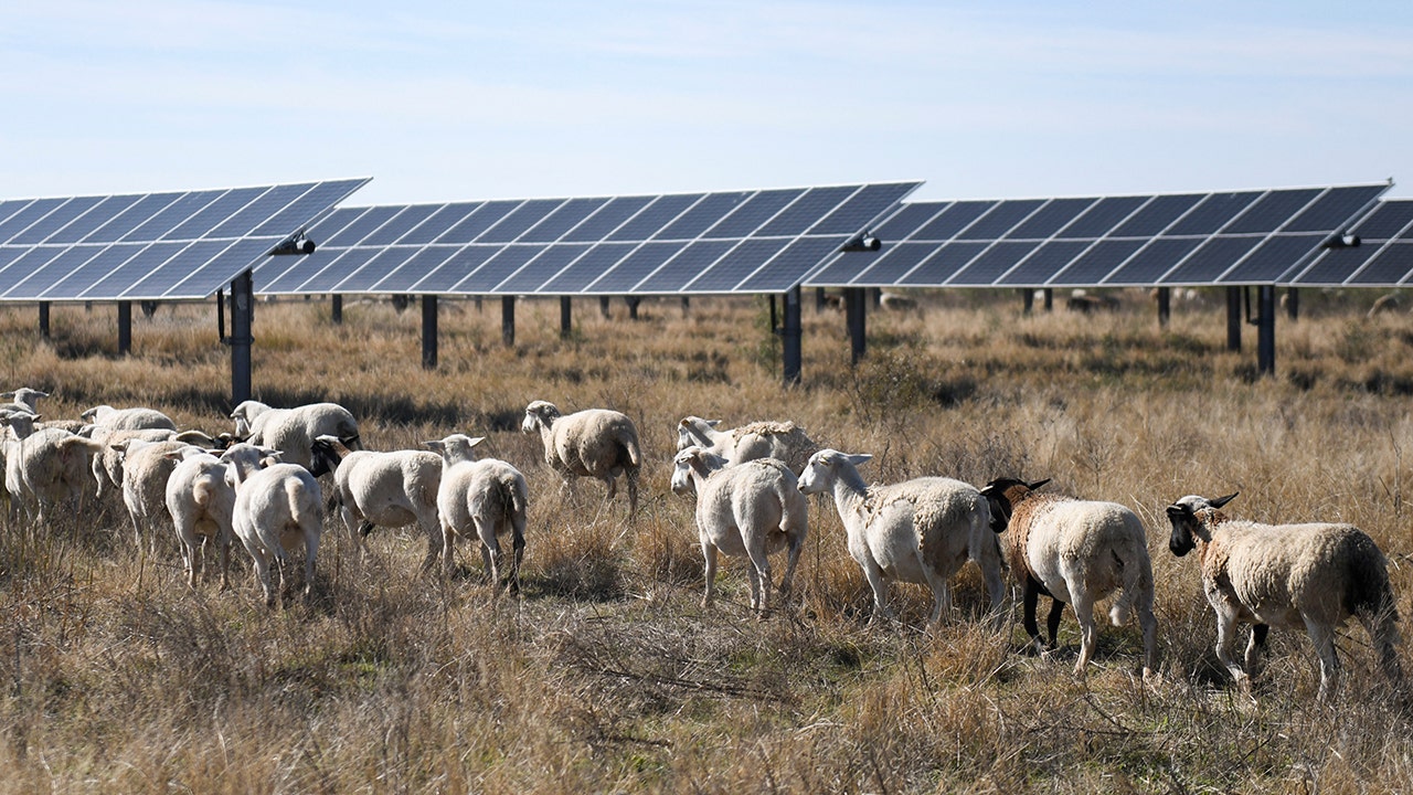 Sheep replace gas-powered mowers at solar farms to reduce emissions